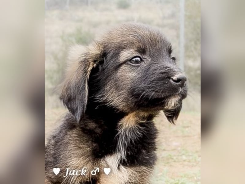 Jack, John und Jim suchen ab Januar ein Zuhause