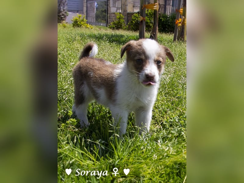 Soraya sucht  ein Zuhause (reserviert)