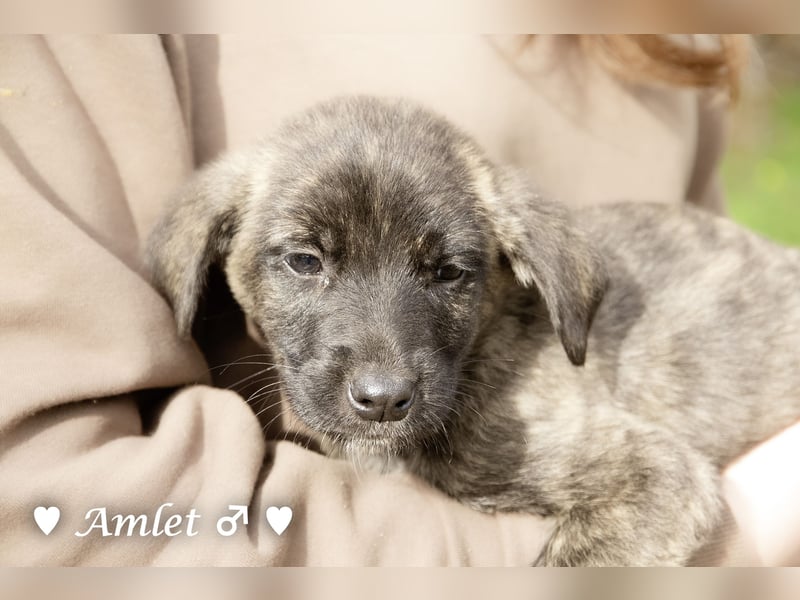 Sechs süße Welpen  suchen ein Zuhause