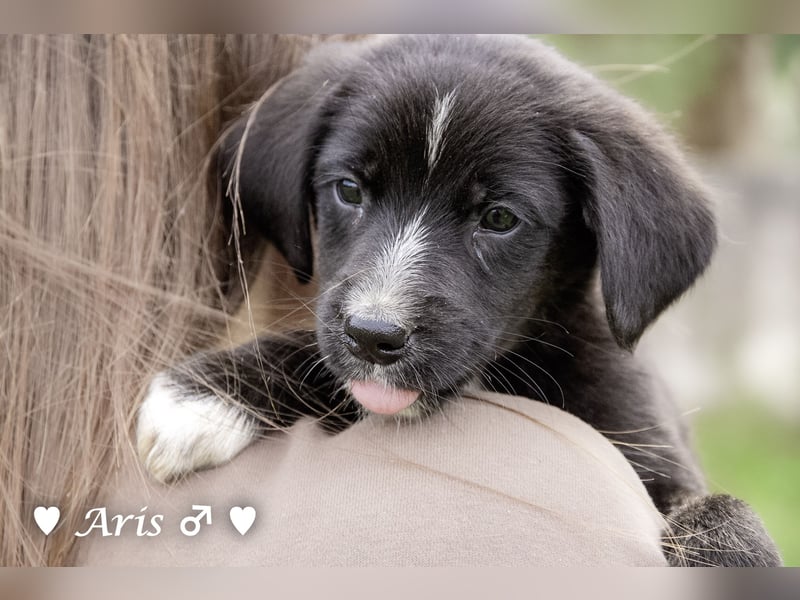 Sechs süße Welpen  suchen ein Zuhause