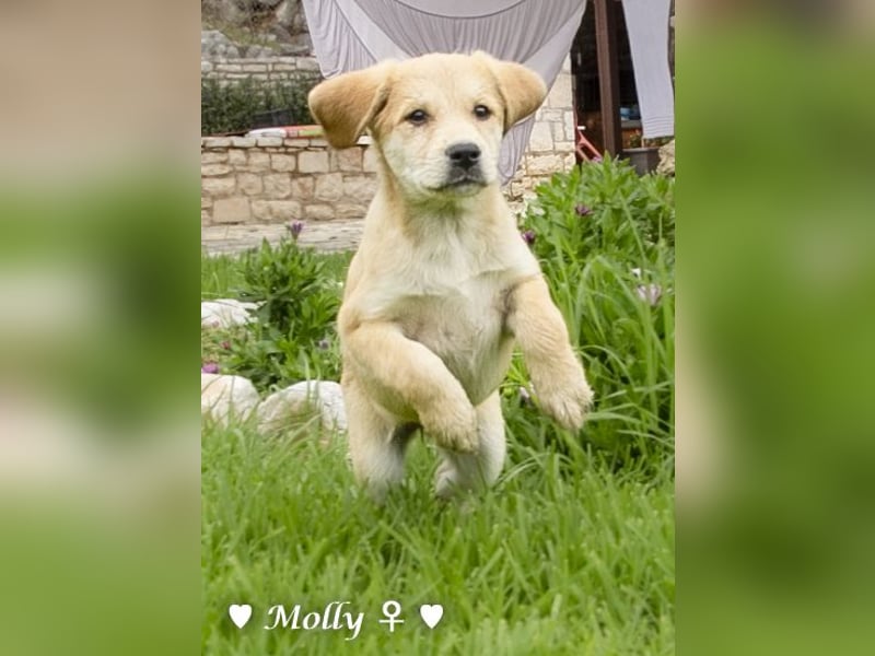 Polly und Molly suchen ein Zuhause