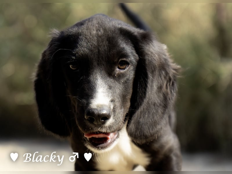Buster, Blacky und Rataplan suchen ein Zuhause