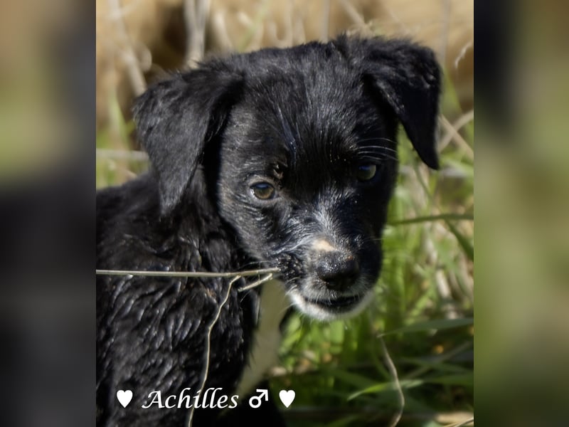 Alfie und seine Geschwister suchen ein Zuhause