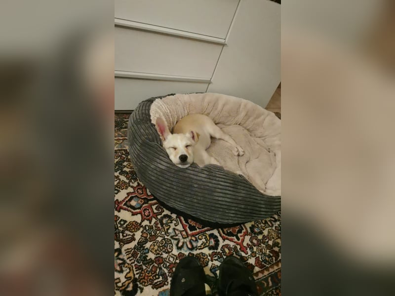 Kleiner Willie in der Südpfalz zu besuchen