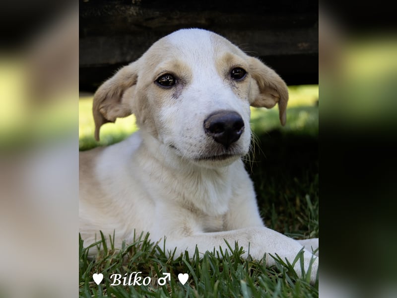 Update: Mischlingswelpen Bado,  Bilko und Bambi  suchen ein Zuhause