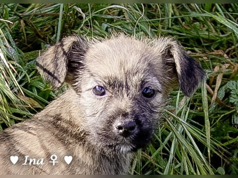 Inka und ihre Welpen suchen ein Zuhause