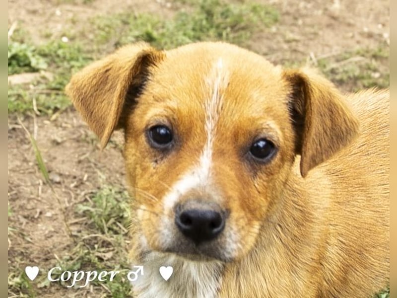 Copper m., Cinnamon w. und Carmella w. suchen  ein Zuhause