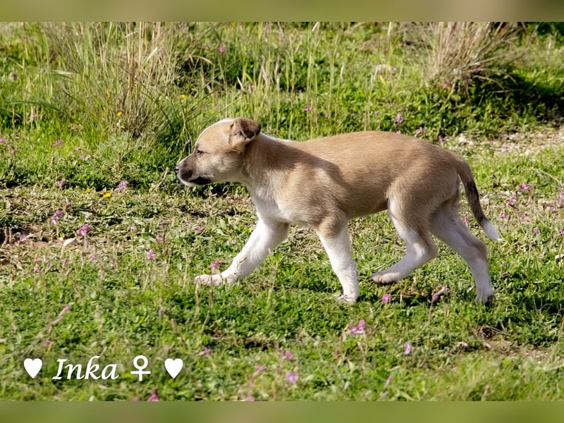 Inka und ihre Welpen suchen ein Zuhause