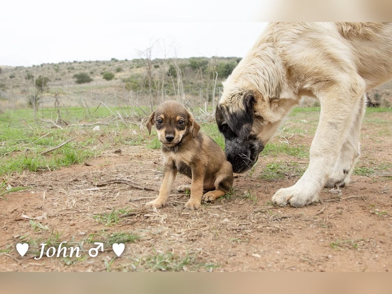 Jack, John und Jim suchen ab Januar ein Zuhause