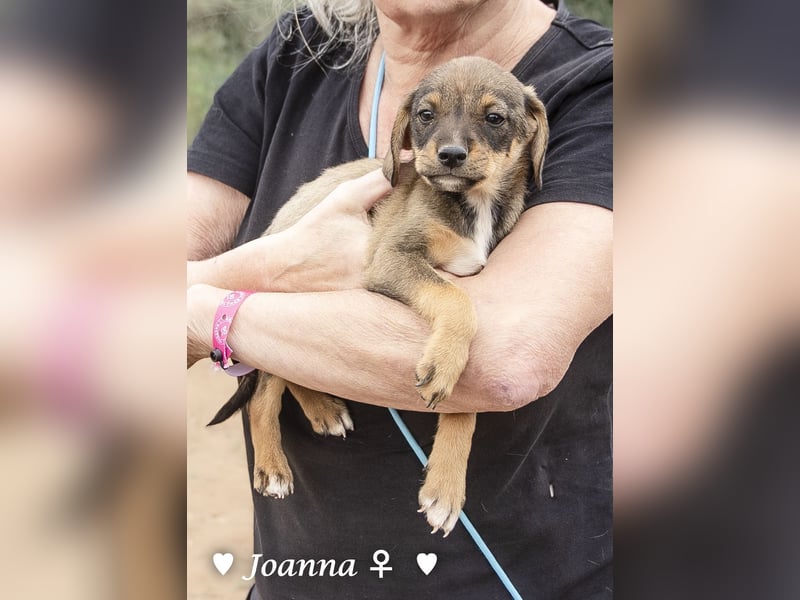 Juna, Julie, Joanna und Jill  suchen ab Dezember  ein Zuhause