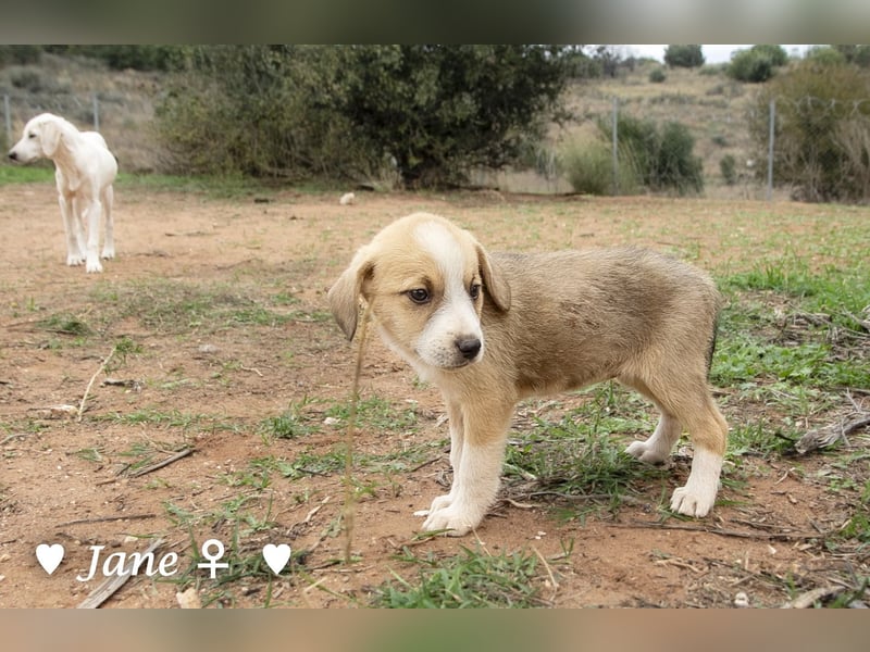 Juna, Julie, Joanna und Jill  suchen ab Dezember  ein Zuhause