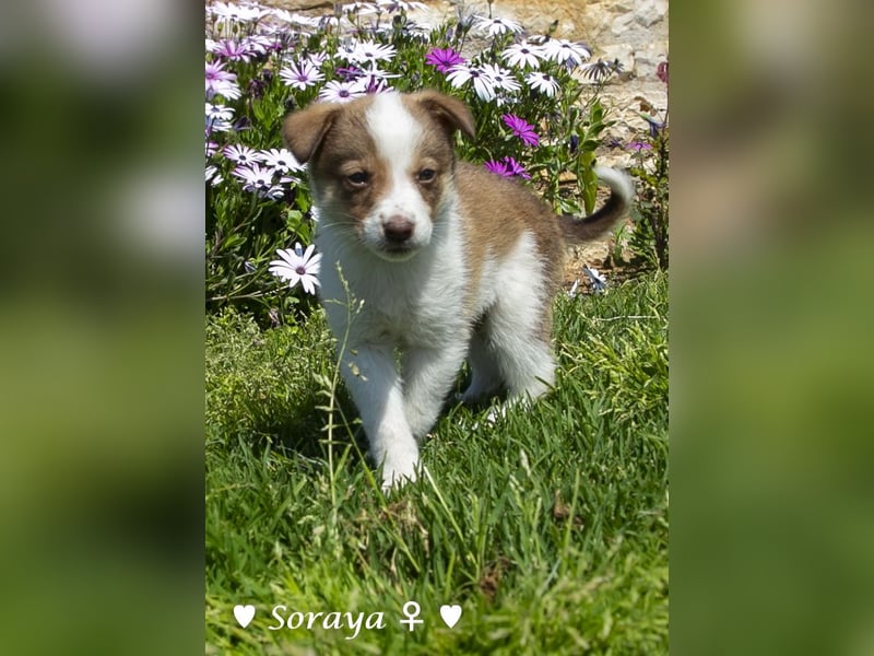 Soraya sucht  ein Zuhause (reserviert)