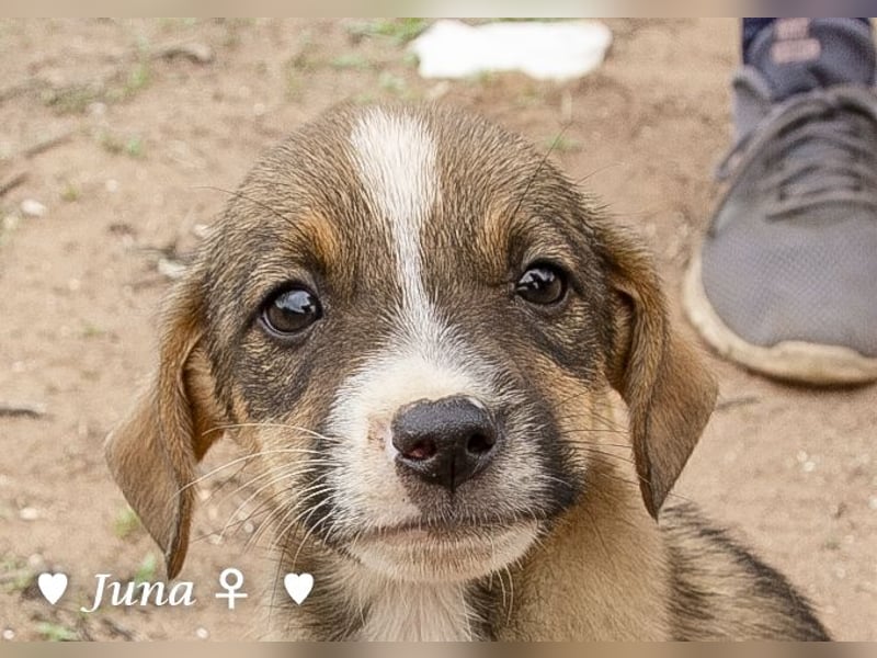 Juna, Julie, Joanna und Jill  suchen ab Dezember  ein Zuhause