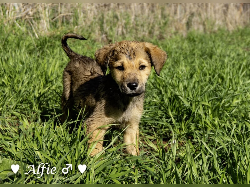 Alfie und seine Geschwister suchen ein Zuhause