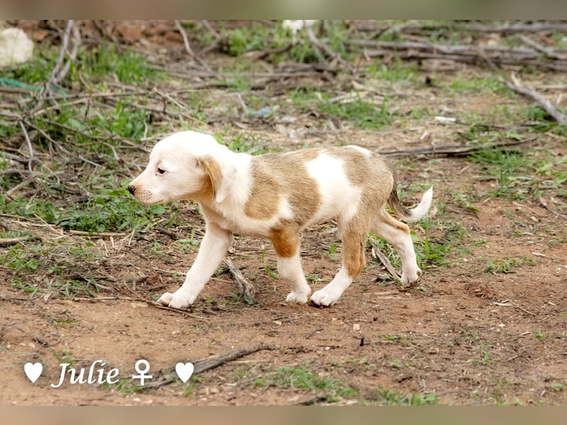 Juna, Julie, Joanna und Jill  suchen ab Dezember  ein Zuhause