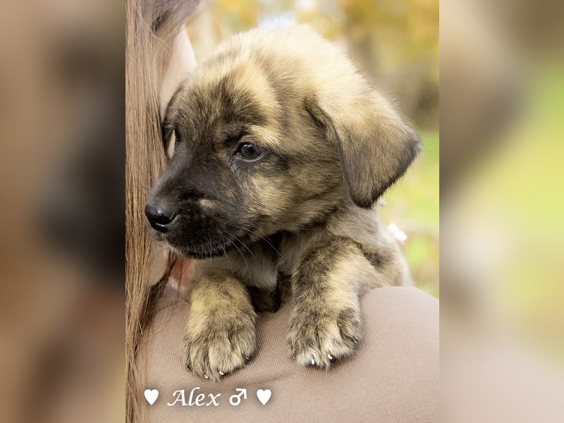 Sechs süße Welpen  suchen ein Zuhause