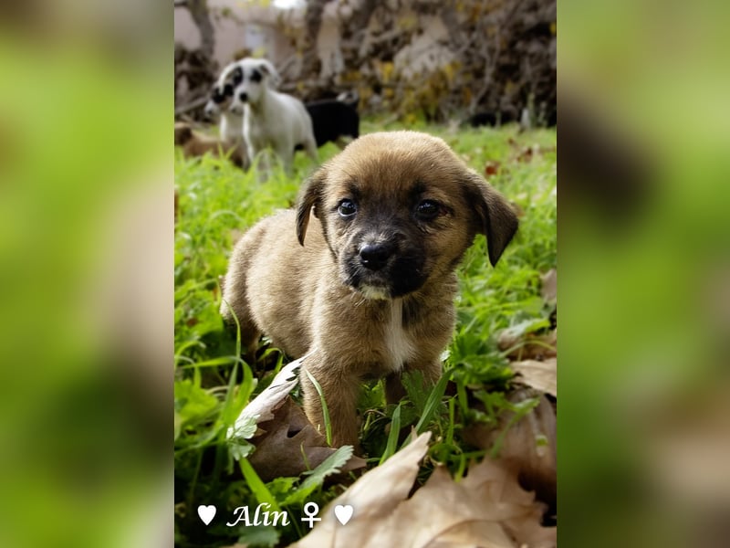 Sechs süße Welpen  suchen ein Zuhause