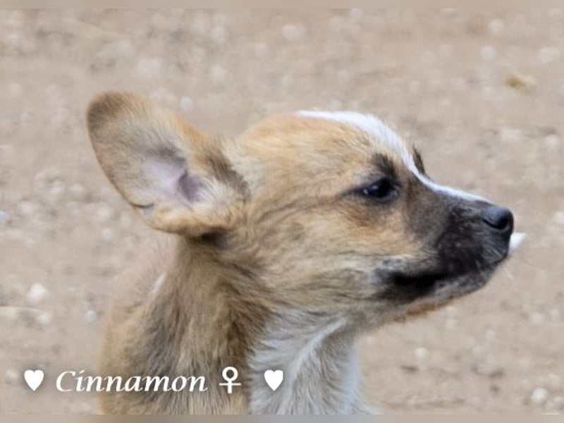 Copper m., Cinnamon w. und Carmella w. suchen  ein Zuhause