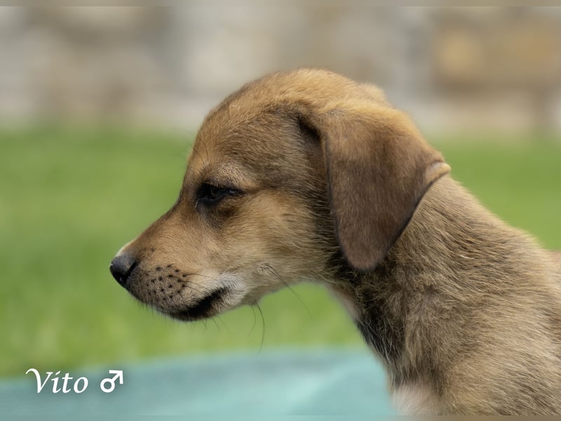 Update: nur noch ein Kokoni sucht ein Zuhause ab August