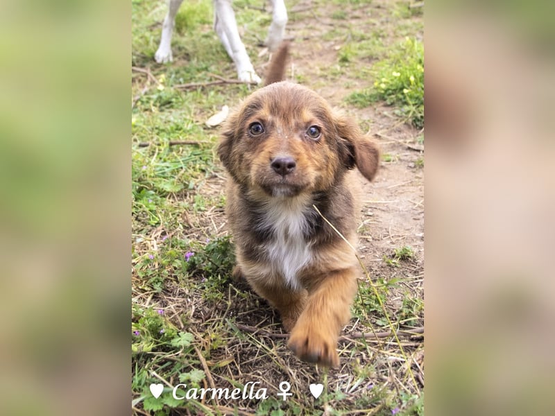 Copper m., Cinnamon w. und Carmella w. suchen  ein Zuhause