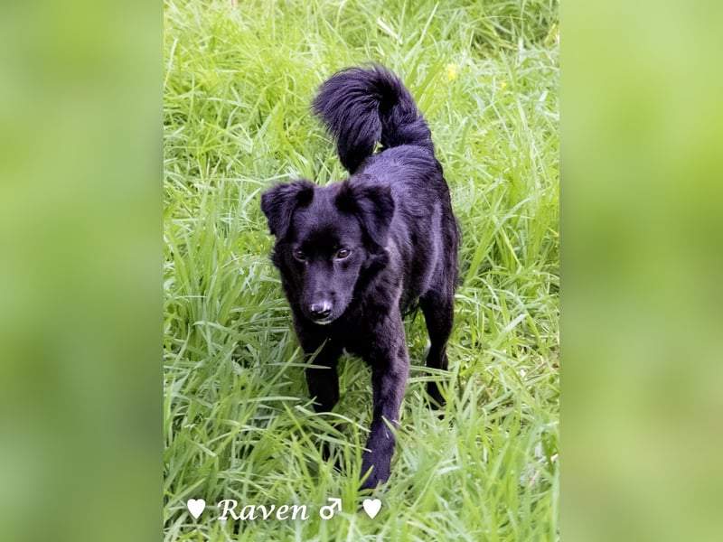 Raven sucht ab Januar ein Zuhause