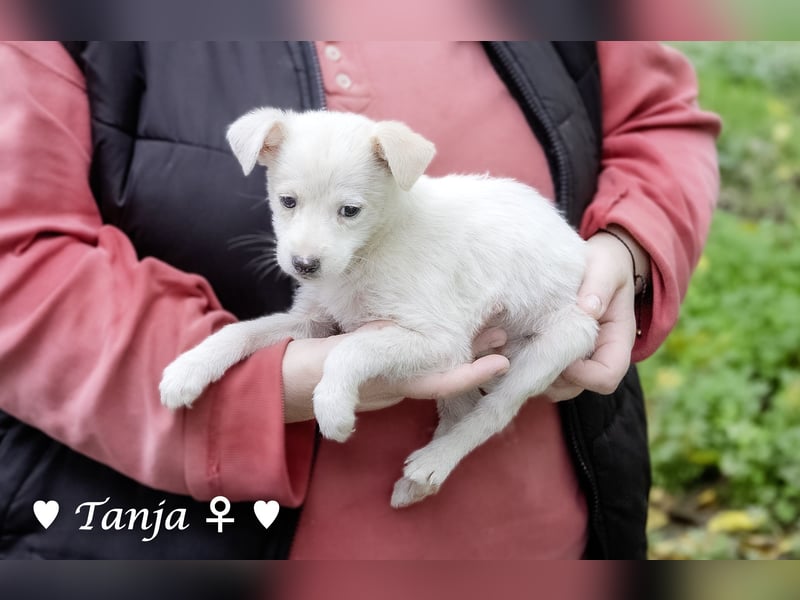 Die Winzlinge Tilly, Tilda und Tanja suchen ab Januar ein Zuhause