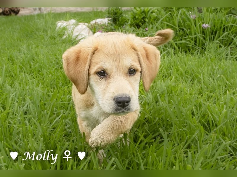 Polly und Molly suchen ein Zuhause