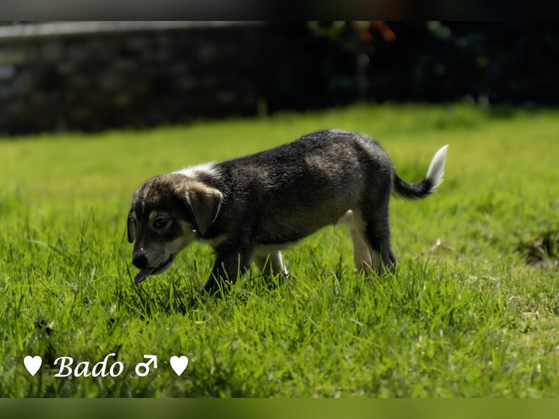 Baci, Bado und Bilka suchen ab 1.8. ein Zuhause