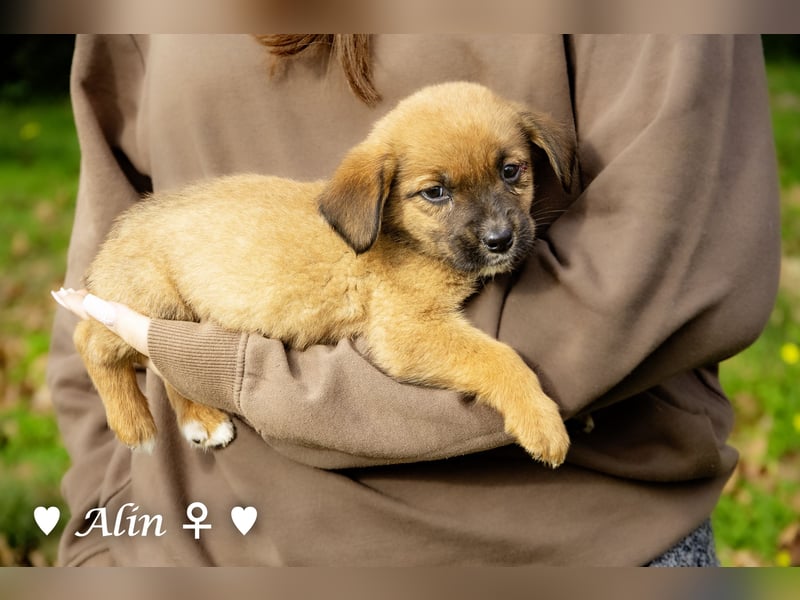 Sechs süße Welpen  suchen ein Zuhause