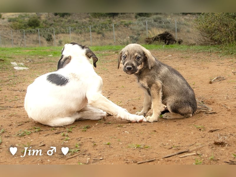 Jack, John und Jim suchen ab Januar ein Zuhause