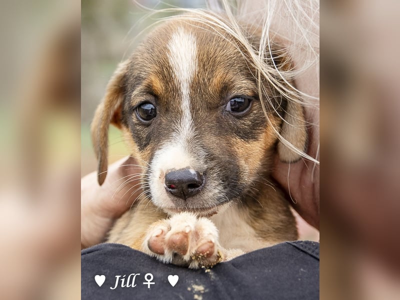 Juna, Julie, Joanna und Jill  suchen ab Dezember  ein Zuhause