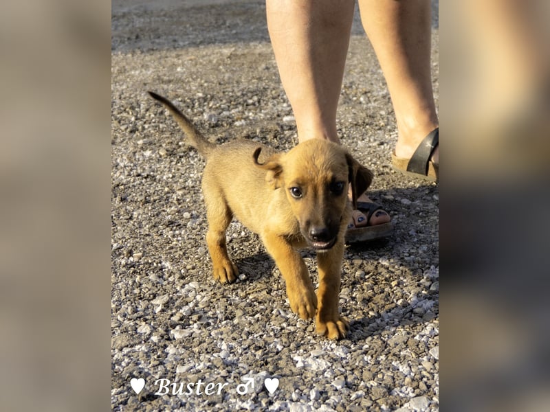 Buster sucht ein Zuhause