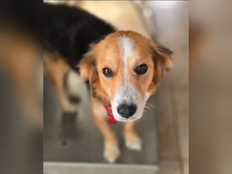 Balou – kleiner Kokoni-Mix mit klaren Wünschen 