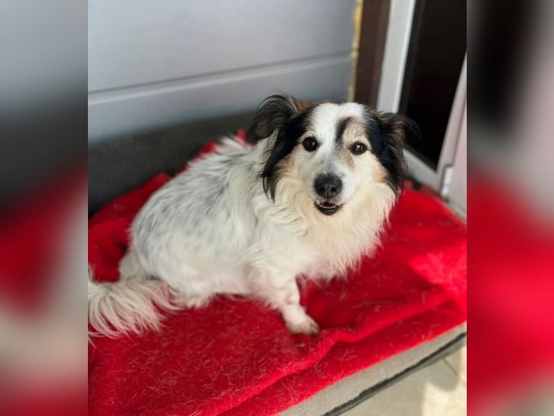 Kurt – freundlicher und verschmuster Kokoni Mischling