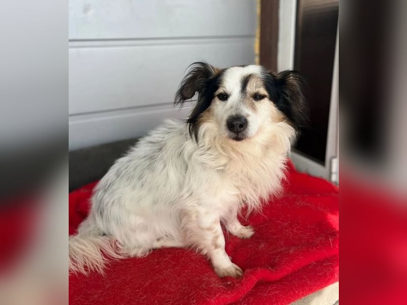 Kurt – freundlicher und verschmuster Kokoni Mischling