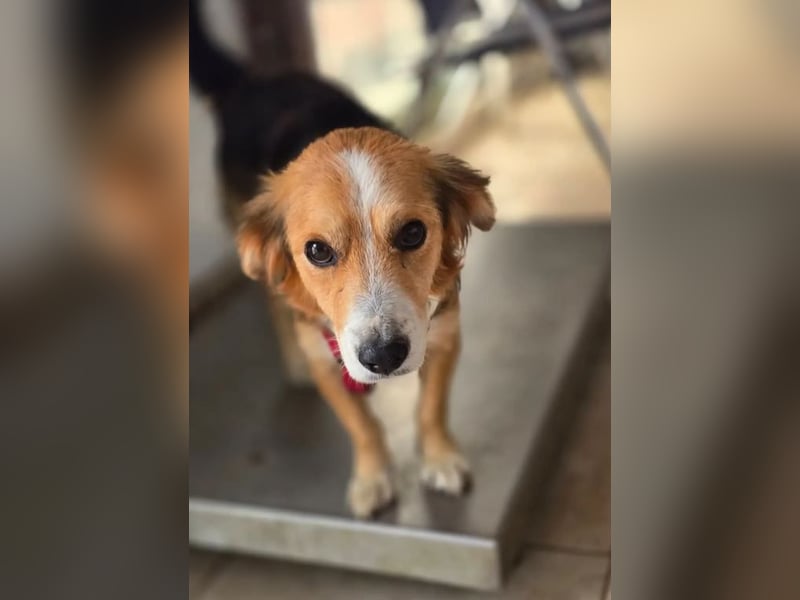 Balou – kleiner Kokoni-Mix mit klaren Wünschen 