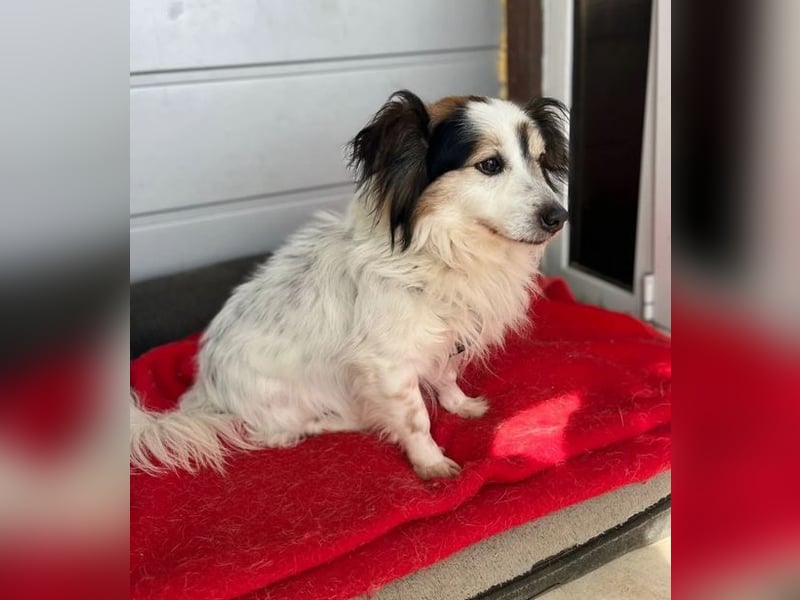 Kurt – freundlicher und verschmuster Kokoni Mischling