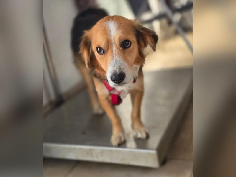 Balou – kleiner Kokoni-Mix mit klaren Wünschen 