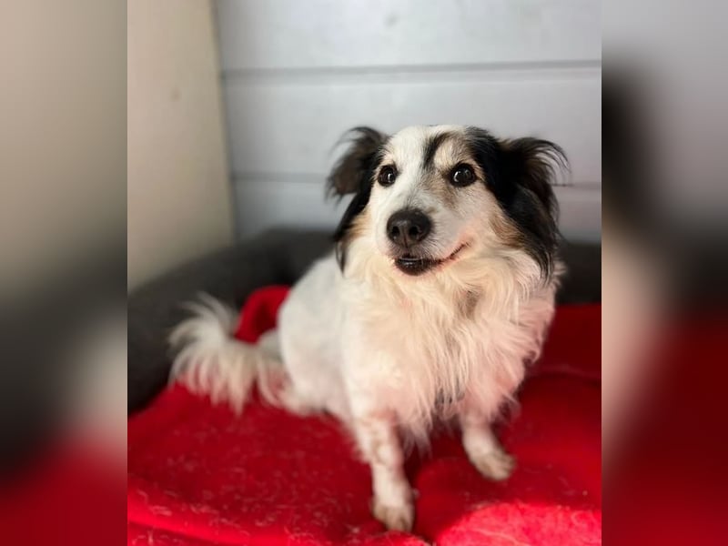 Kurt – freundlicher und verschmuster Kokoni Mischling