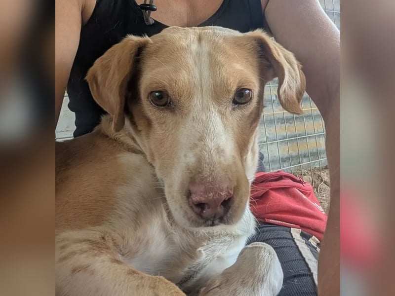 Enrique – kleiner Kuschelbär sucht Zuhause 