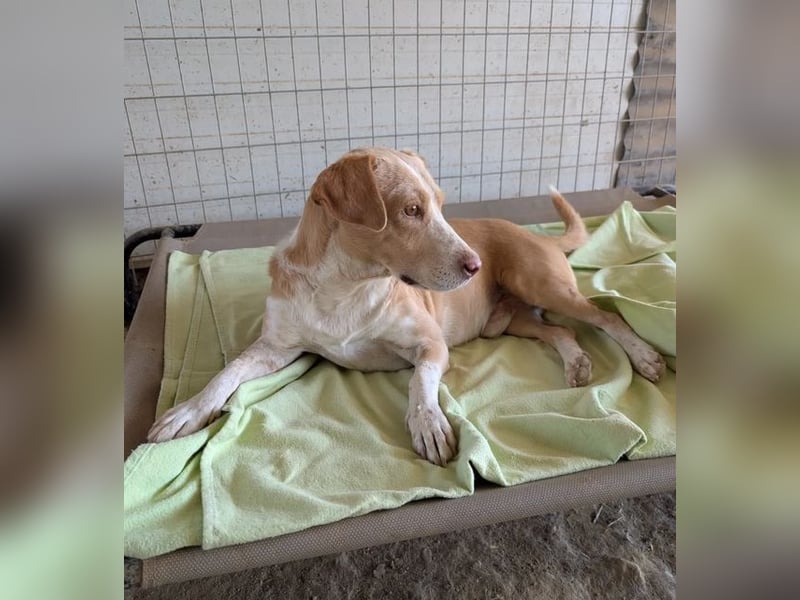 Enrique – kleiner Kuschelbär sucht Zuhause 