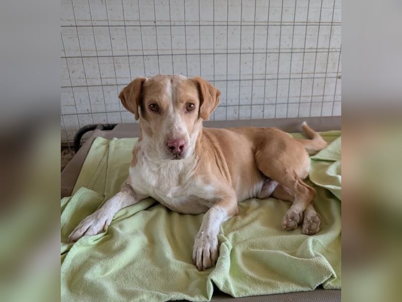 Enrique – kleiner Kuschelbär sucht Zuhause 