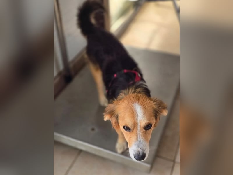 Balou – kleiner Kokoni-Mix mit klaren Wünschen 