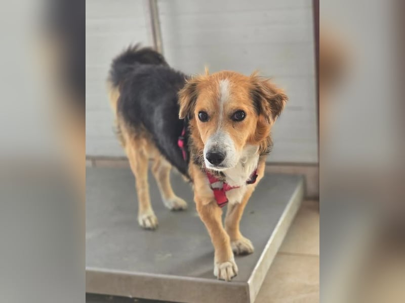 Balou – kleiner Kokoni-Mix mit klaren Wünschen 