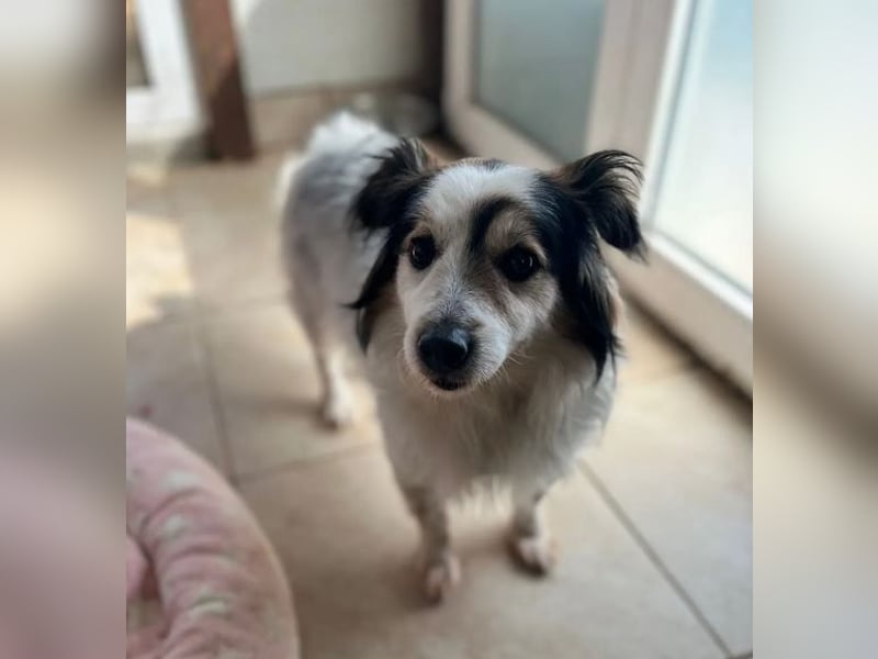 Kurt – freundlicher und verschmuster Kokoni Mischling