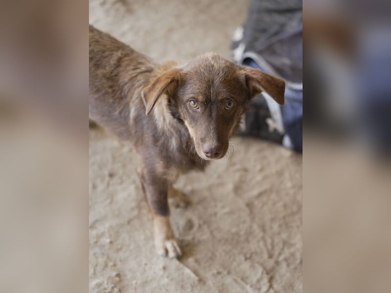 Sancho - unkomplizierter kleiner Begleiter