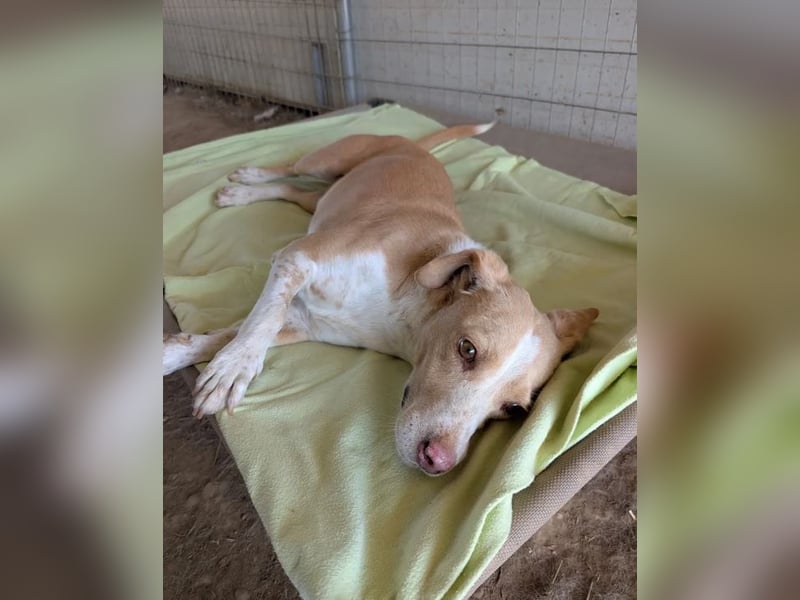 Enrique – kleiner Kuschelbär sucht Zuhause 