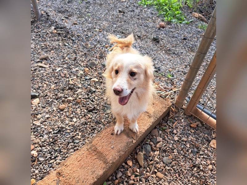 Rüde HUGO sucht sein großes Glück