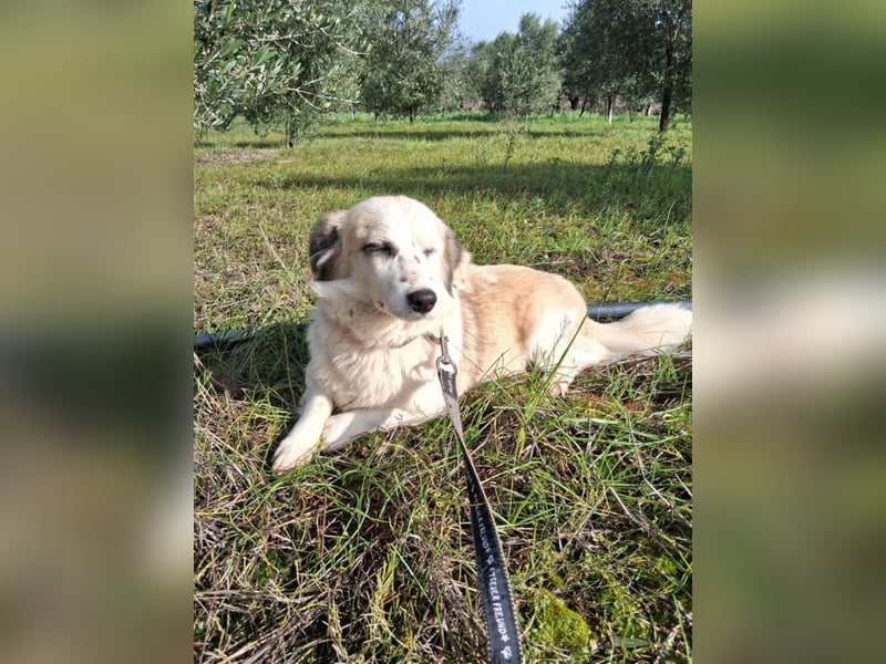 Hündin LIVI sucht ihr Für-immer-Zuhause