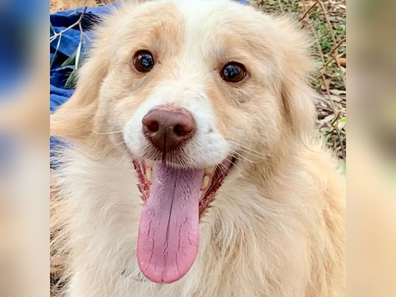 Rüde HUGO sucht sein großes Glück